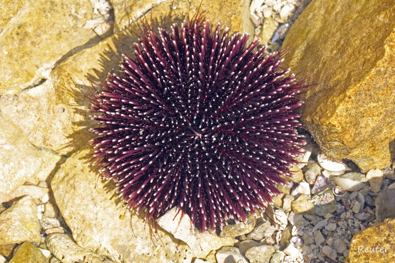 Violetter Seeigel (Sphaerechinus granularis)